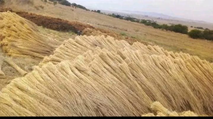 Premium Hyparrhenia thatching grass, freshly harvested and bundled in the field.